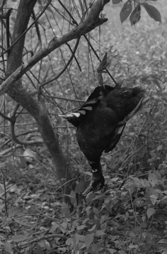 Duck caught in a tree trap, San Basilio de Palenque, 1976