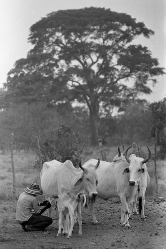 A man milks a cow, San Basilio de Palenque, 1977