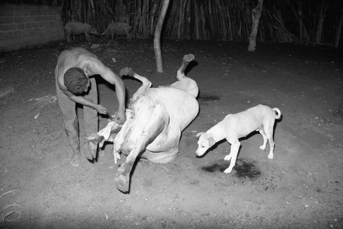 Man butchering a cow, San Basilio de Palenque, 1976