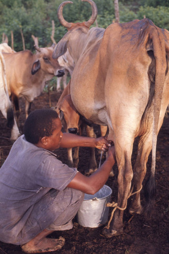 Man milking a cow, San Basilio de Palenque, 1976