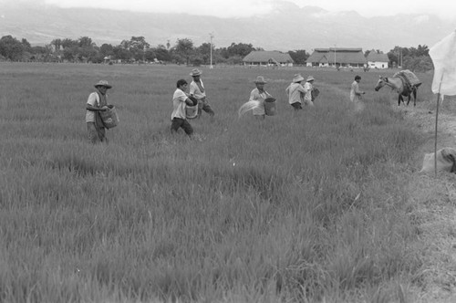 Sowing the field, La Chamba, Colombia, 1975