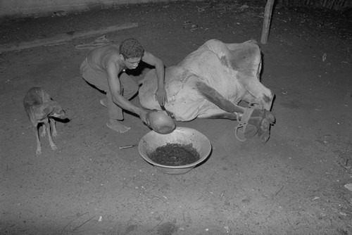 Man slaughtering a cow, San Basilio de Palenque, 1976