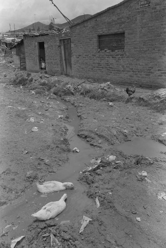 Ducks in the mud, Tunjuelito, Colombia, 1977