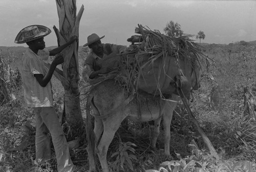 Men loading a donkey, San Basilio de Palenque, 1976