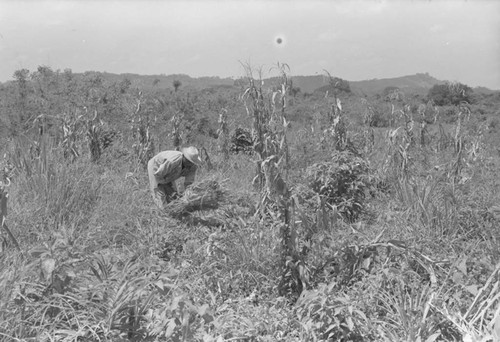 Man working in the field, San Basilio de Palenque, 1976