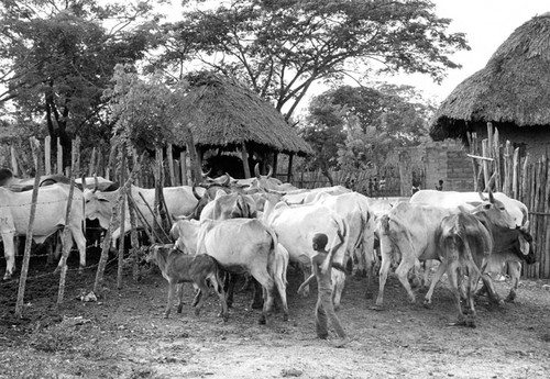 Boy walking with cattle herd, San Basilio de Palenque, 1976