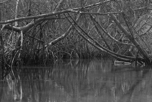 Inside a mangrove forest, Isla de Salamanca, Colombia, 1977