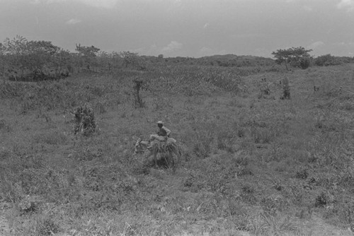 Man on a mule, San Basilio de Palenque, 1976