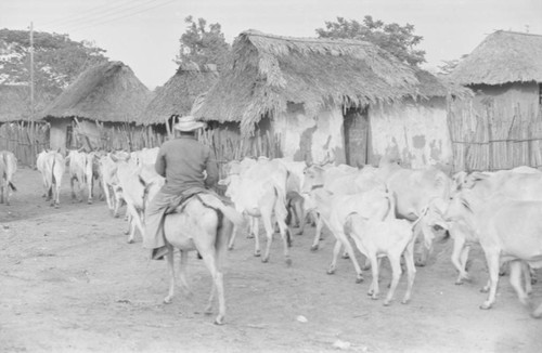 Man herding cattle through the village, San Basilio de Palenque, 1977