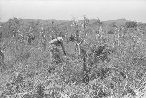 Man working in the field, San Basilio de Palenque, 1976