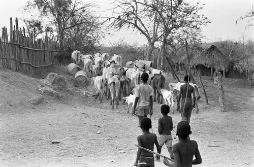 Boys herding cattle, San Basilio de Palenque, 1977