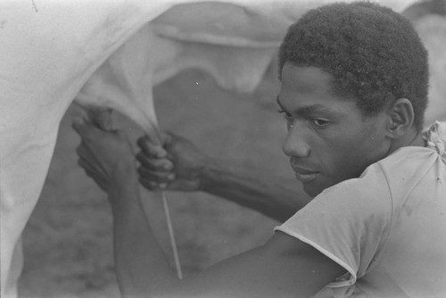 Man milking a cow, San Basilio del Palenque, ca. 1978