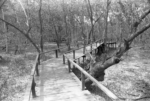 A bridge through a forest, Isla de Salamanca, Colombia, 1977