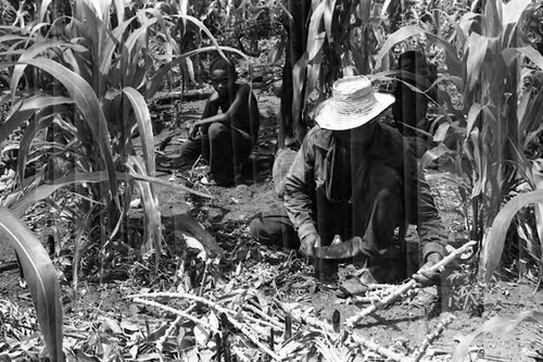 Man working in a cornfield, San Basilio de Palenque, 1975