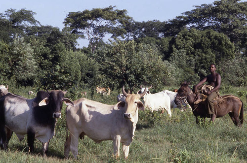 Cattle herd grazing, San Basilio de Palenque, 1976