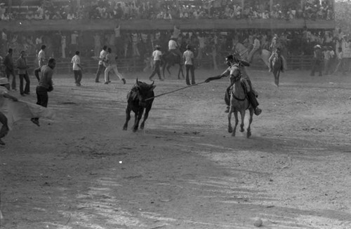 Picador on a horse during bullfight, San Basilio de Palenque, 1975