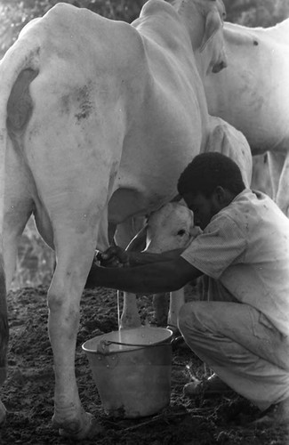 Man milking a cow, San Basilio de Palenque, 1975
