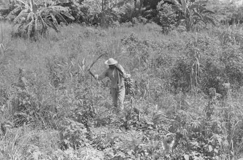 Man harvesting bananas, San Basilio de Palenque, 1976