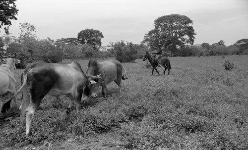 Cattle fighting in a field, San Basilio de Palenque, 1976