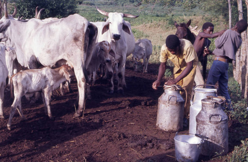 Man handling milk containers, San Basilio de Palenque, 1976