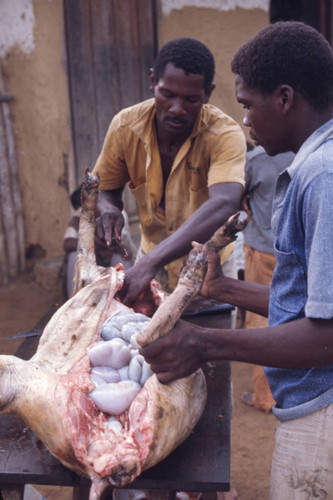 Men butchering a pig, San Basilio de Palenque, 1976