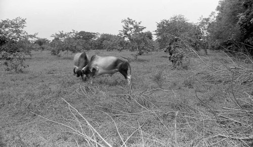 Cattle fighting in a field, San Basilio de Palenque, 1976