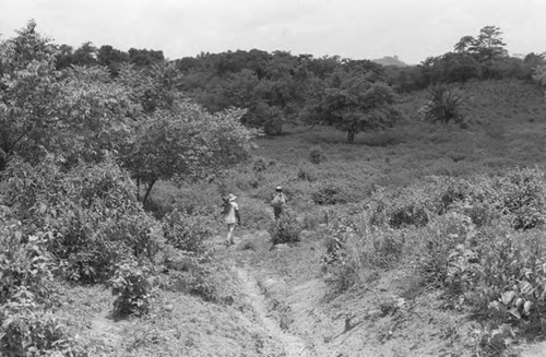 Two men carrying yucca roots, San Basilio de Palenque, 1975