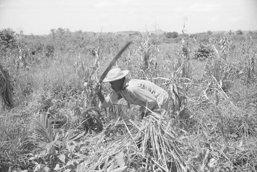 Man working in a field, San Basilio de Palenque, 1976