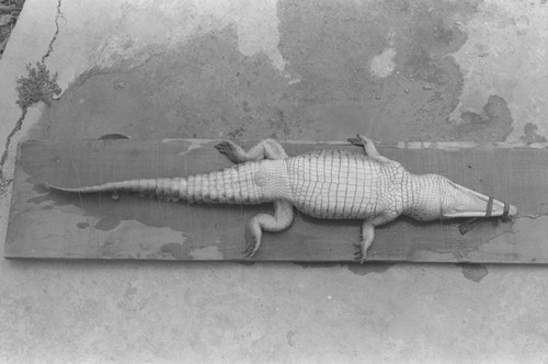 A caiman laying belly-up on the ground, Isla de Salamanca, Colombia, 1977