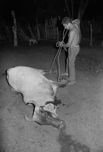 Man untying dead cow's legs, San Basilio de Palenque, 1976