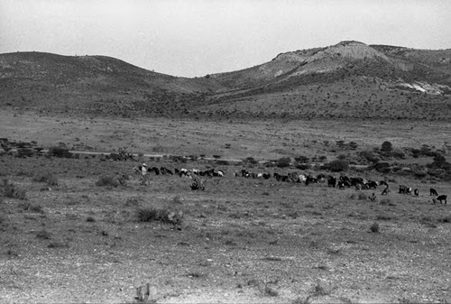 Views from train of cattle, Zacatecas, 1983