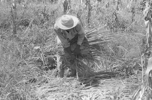 Man bundling straw, San Basilio de Palenque, 1976