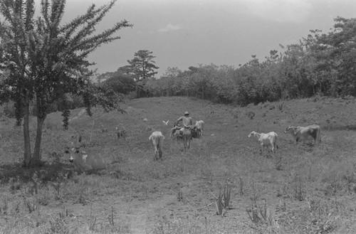 Man on a mule, San Basilio de Palenque, 1976