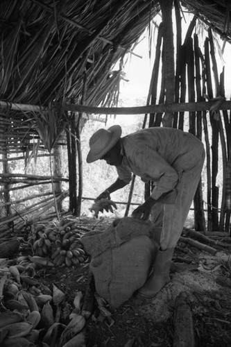 Man collecting bananas, San Basilio de Palenque, 1976