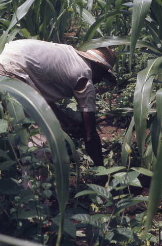 Man working in the fields, San Basilio de Palenque, 1976