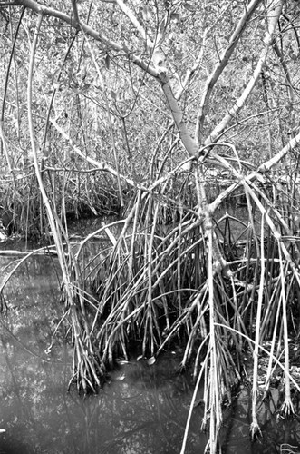 Inside a mangrove forest, Isla de Salamanca, Colombia, 1977