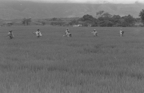 Sowing the field, La Chamba, Colombia, 1975