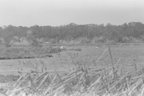 View of a mangrove forest, Isla de Salamanca, Colombia, 1977