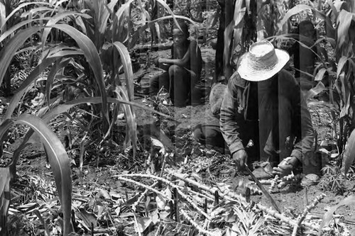 Man working in a cornfield, San Basilio de Palenque, 1975