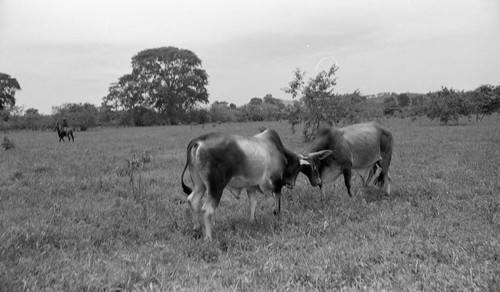 Cattle fighting in a field, San Basilio de Palenque, 1976