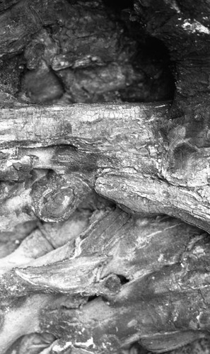 Tree bark, San Basilio de Palenque, 1976