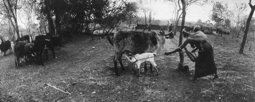 Maasai woman and a cow, Tanzania, 1979