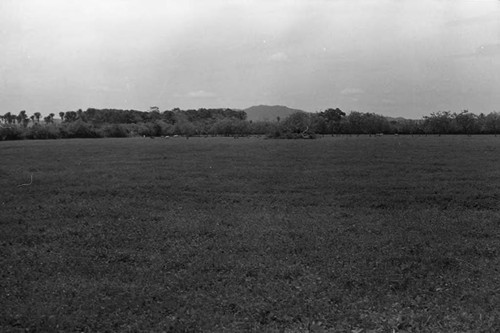 Landscape with cattle, San Basilio de Palenque, 1975