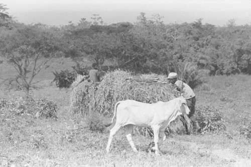 Calf walking in front of man, San Basilio de Palenque, 1976