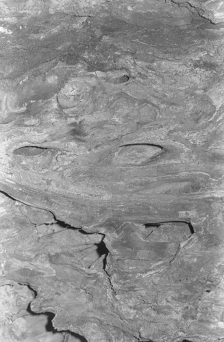 Tree bark, San Basilio de Palenque, 1976