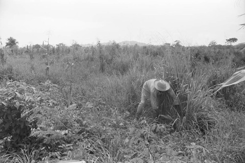 Man working in a field, San Basilio de Palenque, 1976