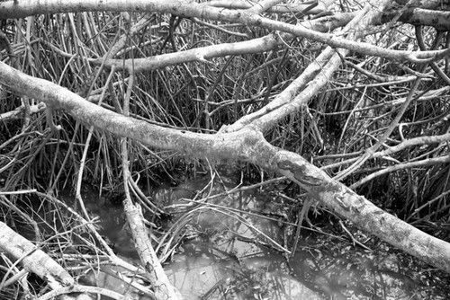 Inside a mangrove forest, Isla de Salamanca, Colombia, 1977