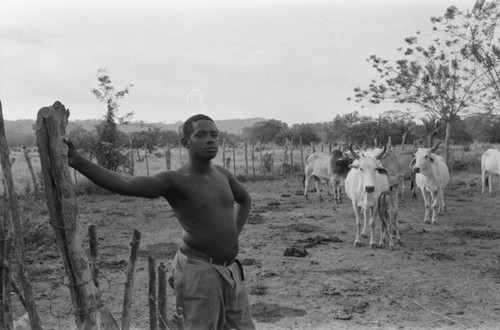 Young man and cattle, San Basilio de Palenque, Colombia, 2020