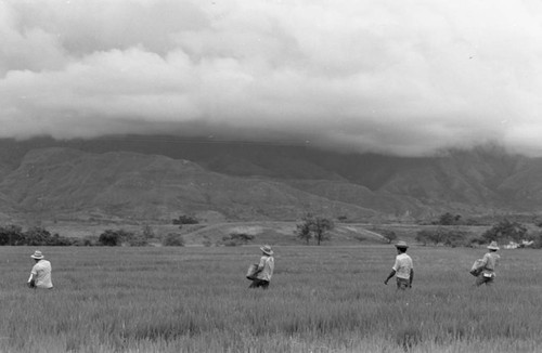 Sowing the field, La Chamba, Colombia, 1975