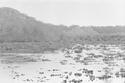 View of a mangrove forest, Isla de Salamanca, Colombia, 1977